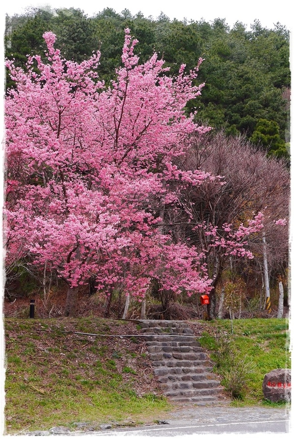 武陵農場(Wuling Farm)：【雪霸◍•ᴗ•◍國家公園】賞花・武陵農場櫻花季✯2015年2/23紅粉佳人花況九成｜嬌柔的粉色浪漫