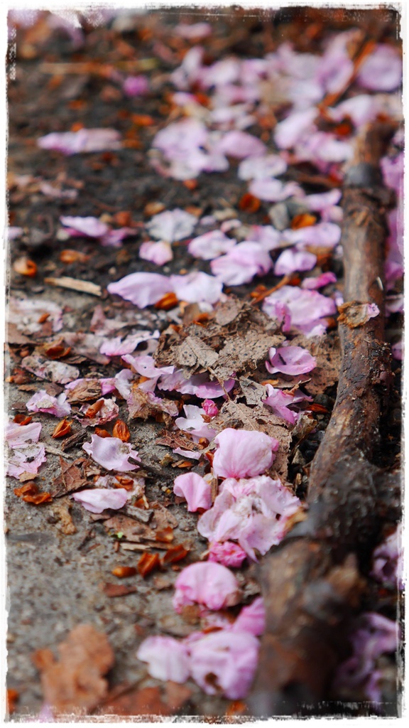 武陵農場(Wuling Farm)：【雪霸◍•ᴗ•◍國家公園】賞花・武陵農場櫻花季✯2015年2/23紅粉佳人花況九成｜嬌柔的粉色浪漫