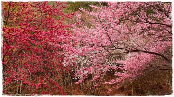 武陵農場(Wuling Farm)：【雪霸◍•ᴗ•◍國家公園】賞花・武陵農場櫻花季✯2015年2/23紅粉佳人花況九成｜嬌柔的粉色浪漫