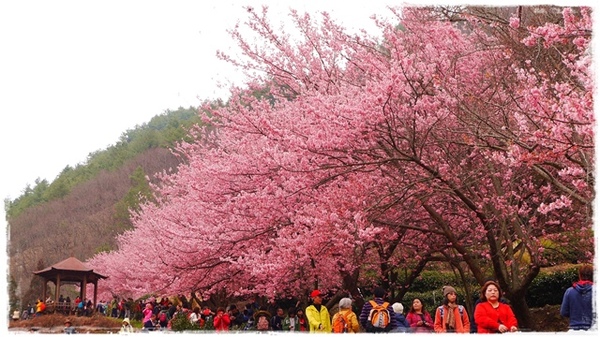 武陵農場(Wuling Farm)：【雪霸◍•ᴗ•◍國家公園】賞花・武陵農場櫻花季✯2015年2/23紅粉佳人花況九成｜嬌柔的粉色浪漫