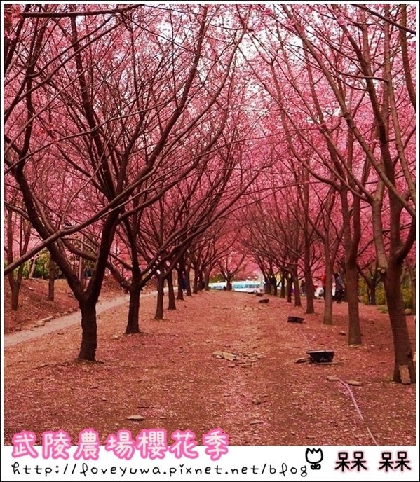 武陵農場(Wuling Farm)：【雪霸◍•ᴗ•◍國家公園】賞花・武陵農場櫻花季✯2015年2/23紅粉佳人花況九成｜嬌柔的粉色浪漫
