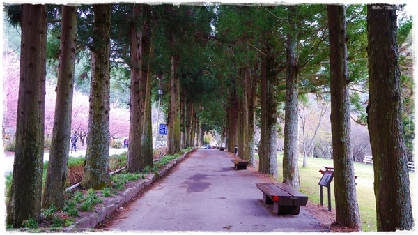 武陵農場(Wuling Farm)：【雪霸◍•ᴗ•◍國家公園】賞花・武陵農場櫻花季✯2015年2/23紅粉佳人花況九成｜嬌柔的粉色浪漫
