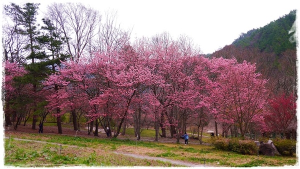 武陵農場(Wuling Farm)：【雪霸◍•ᴗ•◍國家公園】賞花・武陵農場櫻花季✯2015年2/23紅粉佳人花況九成｜嬌柔的粉色浪漫