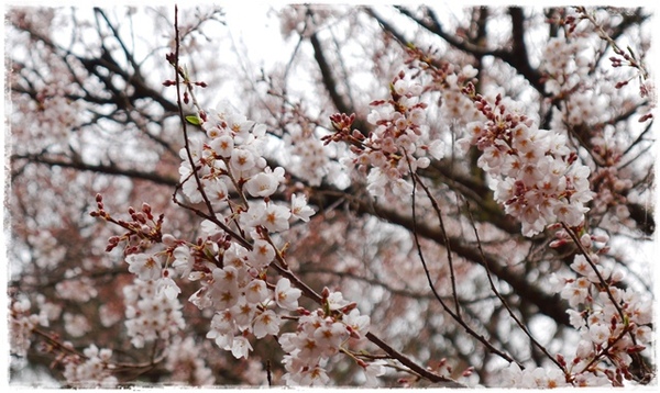 武陵農場(Wuling Farm)：【雪霸◍•ᴗ•◍國家公園】賞花・武陵農場櫻花季✯2015年2/23紅粉佳人花況九成｜嬌柔的粉色浪漫