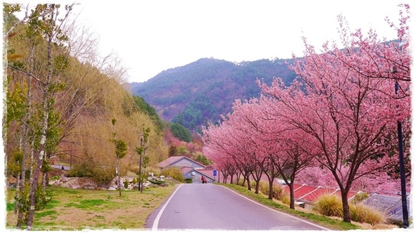 武陵農場(Wuling Farm)：【雪霸◍•ᴗ•◍國家公園】賞花・武陵農場櫻花季✯2015年2/23紅粉佳人花況九成｜嬌柔的粉色浪漫