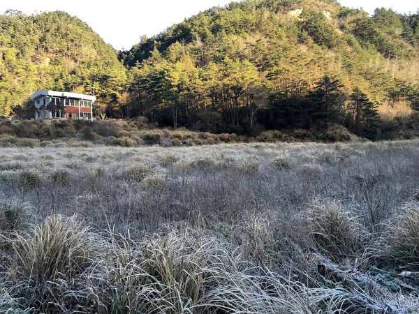 武陵農場(Wuling Farm):✡*台中市-和平區/武陵農場-賞櫻