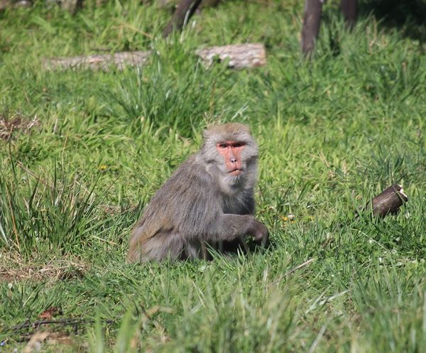 武陵農場(Wuling Farm):✡*台中市-和平區/武陵農場-賞櫻