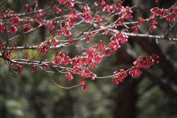 武陵農場(Wuling Farm):✡*台中市-和平區/武陵農場-賞櫻