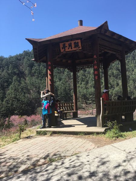 武陵農場(Wuling Farm):✡*台中市-和平區/武陵農場-賞櫻