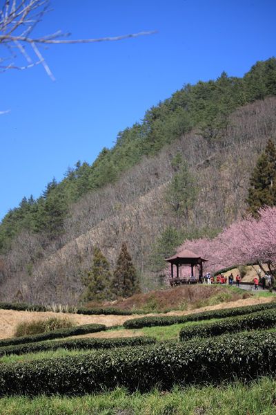 武陵農場(Wuling Farm):✡*台中市-和平區/武陵農場-賞櫻