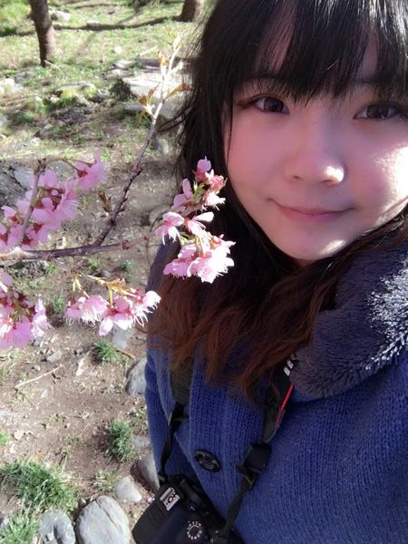 武陵農場(Wuling Farm):✡*台中市-和平區/武陵農場-賞櫻