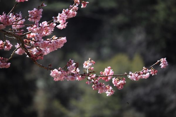 武陵農場(Wuling Farm):✡*台中市-和平區/武陵農場-賞櫻