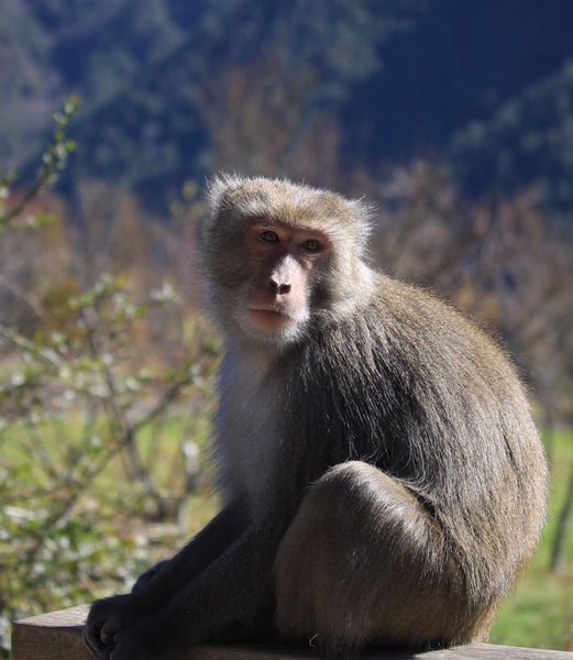 武陵農場(Wuling Farm):✡*台中市-和平區/武陵農場-賞櫻