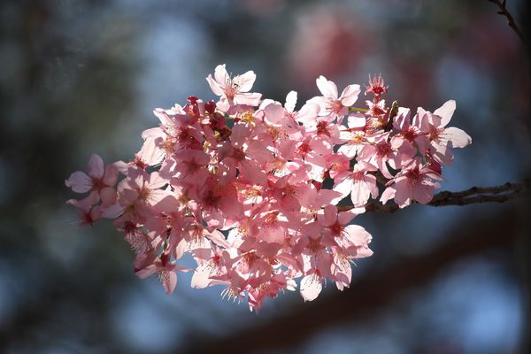 武陵農場(Wuling Farm):✡*台中市-和平區/武陵農場-賞櫻