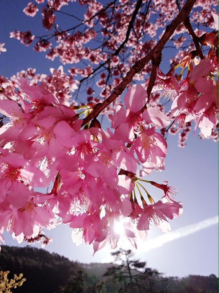 武陵農場(Wuling Farm):✡*台中市-和平區/武陵農場-賞櫻