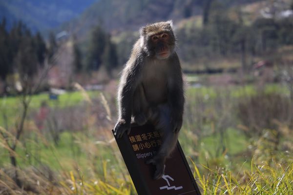 武陵農場(Wuling Farm):✡*台中市-和平區/武陵農場-賞櫻