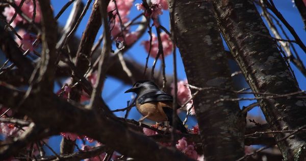 武陵農場(Wuling Farm):✡*台中市-和平區/武陵農場-賞櫻