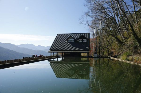 武陵農場(Wuling Farm):✡*台中市-和平區/武陵農場-賞櫻