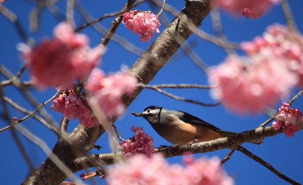 武陵農場(Wuling Farm):✡*台中市-和平區/武陵農場-賞櫻