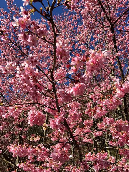 武陵農場(Wuling Farm):✡*台中市-和平區/武陵農場-賞櫻