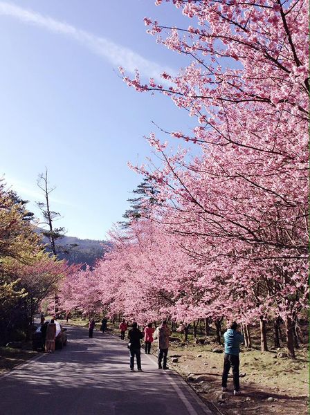 武陵農場(Wuling Farm):✡*台中市-和平區/武陵農場-賞櫻