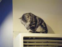 Cafe Ballet 芭蕾咖啡館:CAFE BALLET──有貓的咖啡館