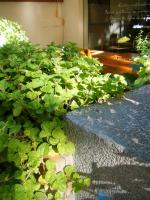 Cafe Ballet 芭蕾咖啡館:CAFE BALLET──有貓的咖啡館