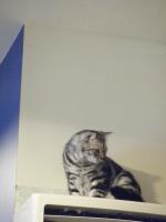 Cafe Ballet 芭蕾咖啡館:CAFE BALLET──有貓的咖啡館