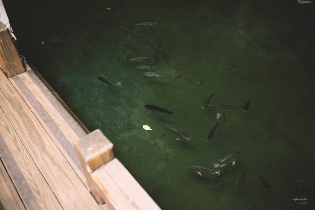 擁抱花蓮兩日的玩耍昏睡之旅