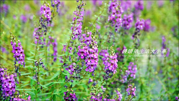 花露花卉休閒農場:【苗栗/卓蘭】哇~這小便斗也太可愛了吧♪♪ 花露花卉休閒農場♪♪