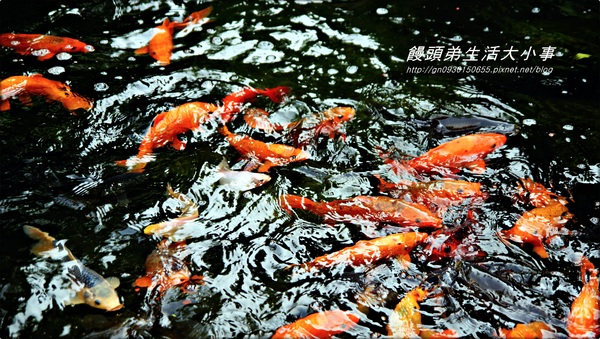 花露花卉休閒農場:【苗栗/卓蘭】哇~這小便斗也太可愛了吧♪♪ 花露花卉休閒農場♪♪