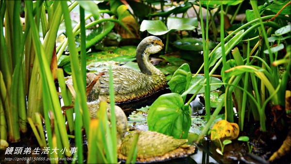 花露花卉休閒農場:【苗栗/卓蘭】哇~這小便斗也太可愛了吧♪♪ 花露花卉休閒農場♪♪