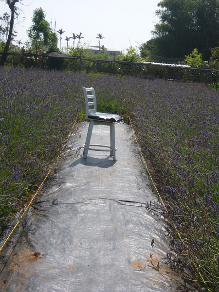 花露花卉休閒農場: 【苗栗卓蘭】228假期之苗栗山中花園-花露花卉休閒農場