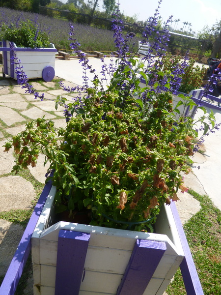 花露花卉休閒農場: 【苗栗卓蘭】228假期之苗栗山中花園-花露花卉休閒農場