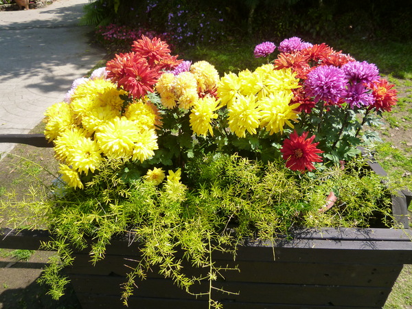 花露花卉休閒農場: 【苗栗卓蘭】228假期之苗栗山中花園-花露花卉休閒農場