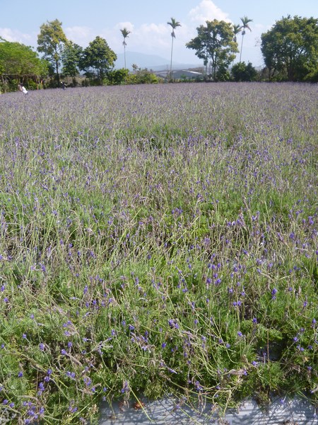 花露花卉休閒農場: 【苗栗卓蘭】228假期之苗栗山中花園-花露花卉休閒農場
