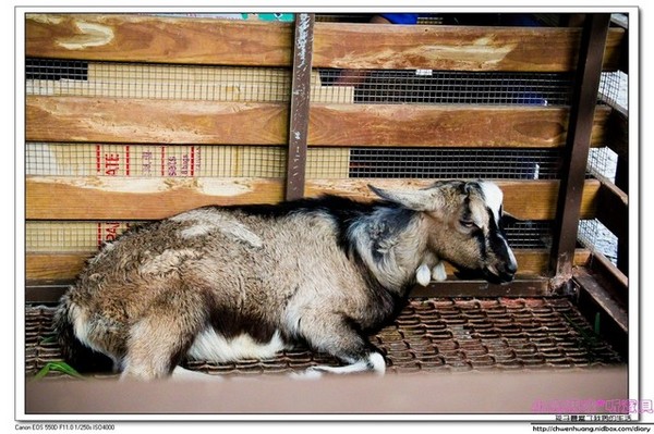 長埤湖風景區：2016宜蘭景點-三星鄉長埤湖/環湖步道/餵羊餵兔子/電動車/露營