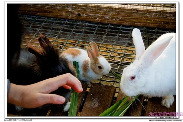 長埤湖風景區：2016宜蘭景點-三星鄉長埤湖/環湖步道/餵羊餵兔子/電動車/露營