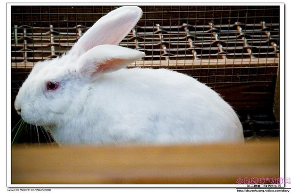 長埤湖風景區：2016宜蘭景點-三星鄉長埤湖/環湖步道/餵羊餵兔子/電動車/露營