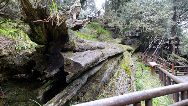 倒木 阿里山神木