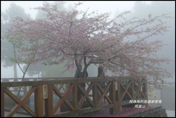 阿里山63.JPG