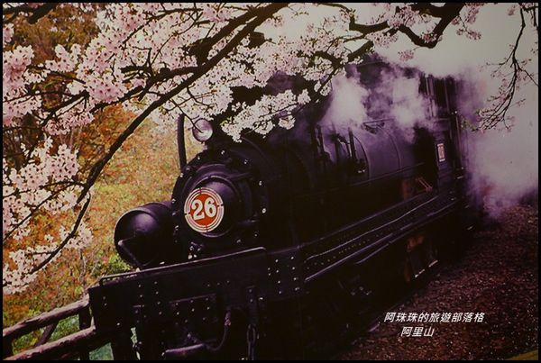 阿里山62.JPG