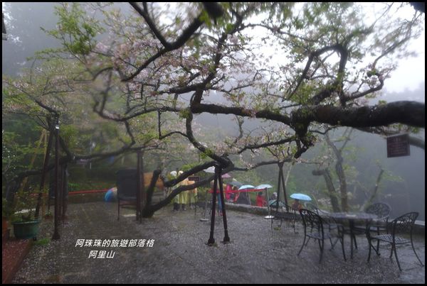 阿里山51.JPG