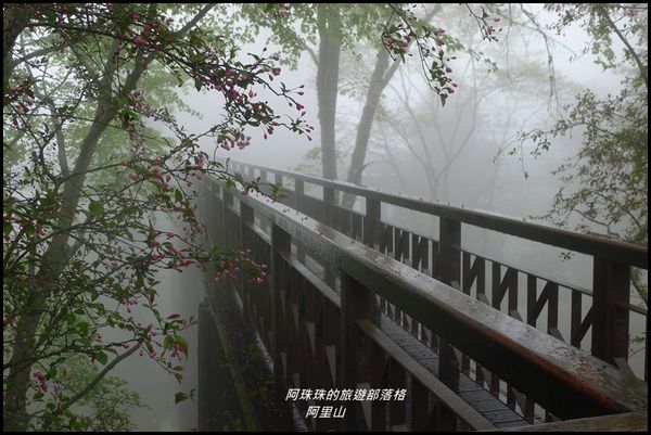 阿里山29.JPG