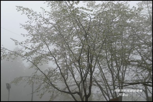 阿里山23.JPG