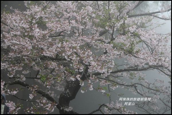 阿里山13.JPG