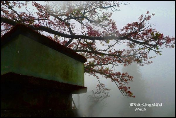 阿里山45.JPG