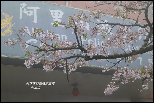 阿里山40.JPG