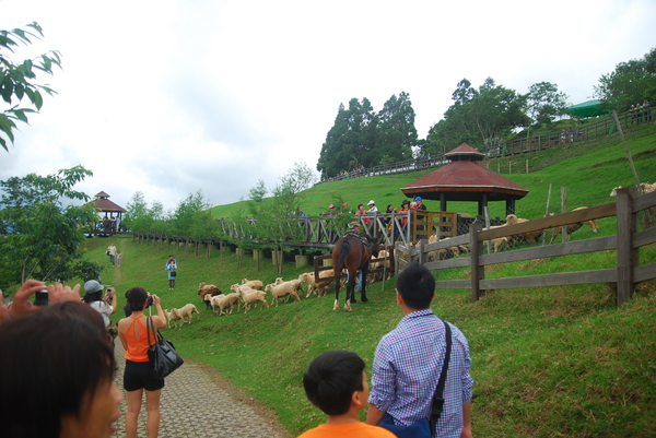 清境農場青青草原:青青草原之羊咩咩好現實篇