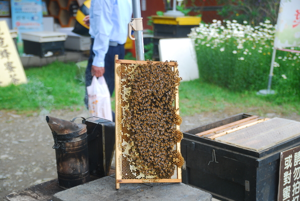 清境農場青青草原:青青草原之羊咩咩好現實篇
